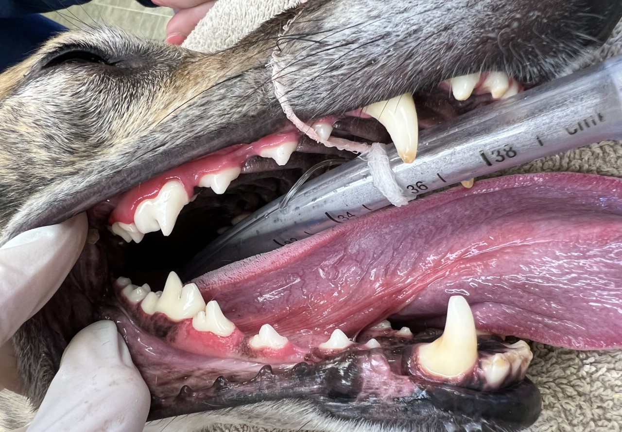 Dental Dental