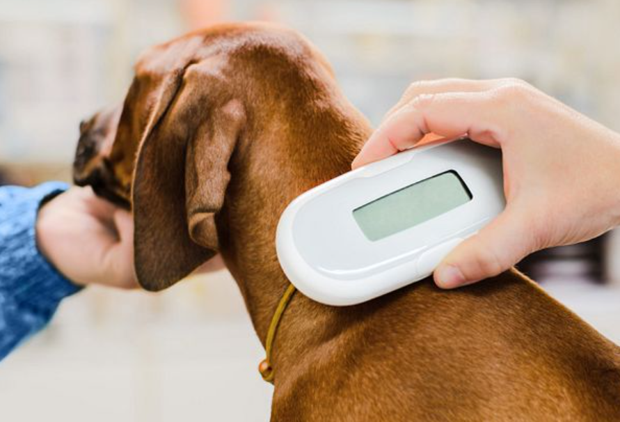Pet-Microchips Microchips