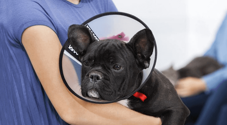 Spay-Neuter Spay & Neuter