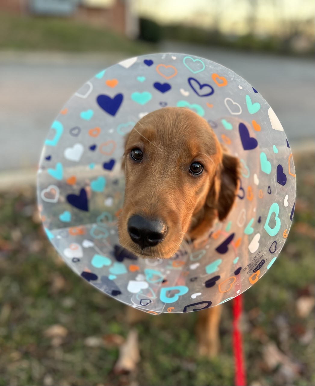 spay-neuter spay-neuter