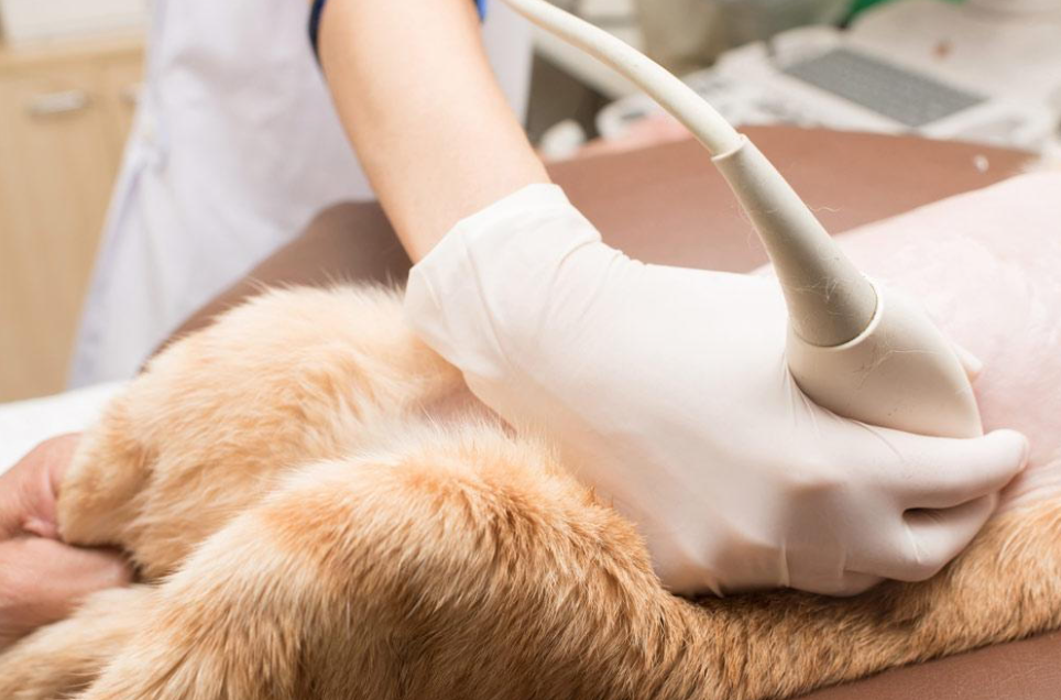 Pet-Ultrasound Laser therapy